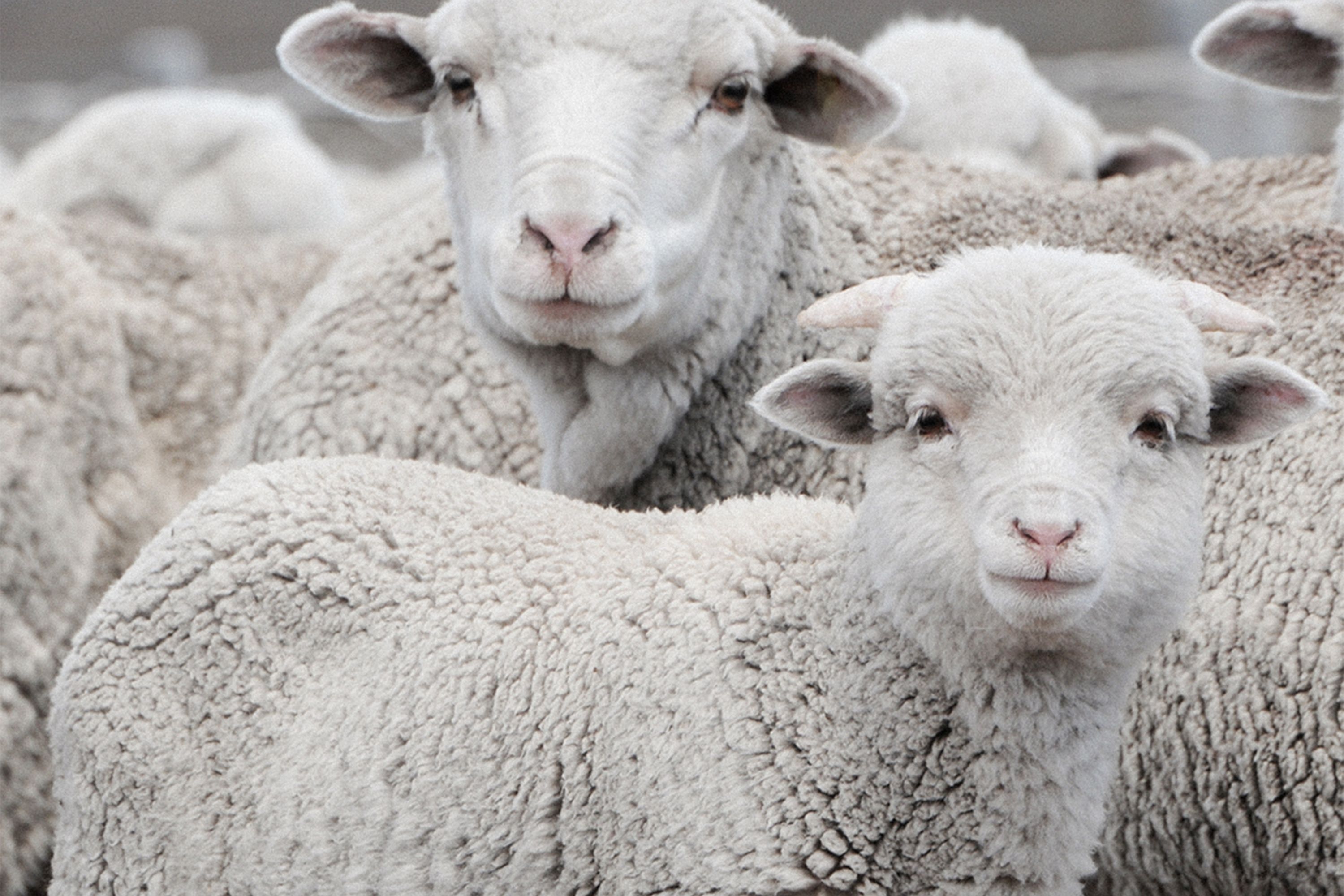 The Merino Wool Farms