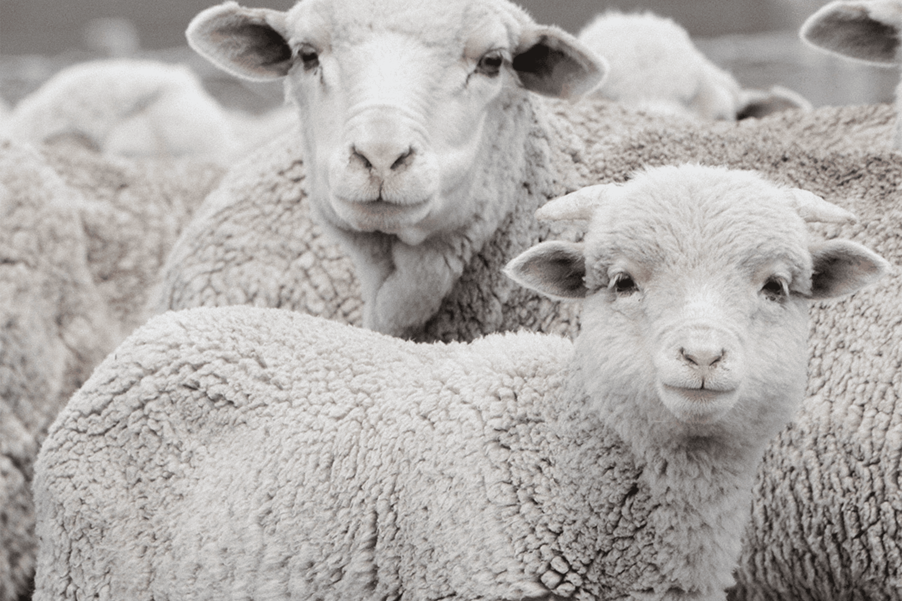 Chargeurs - Wool Farms